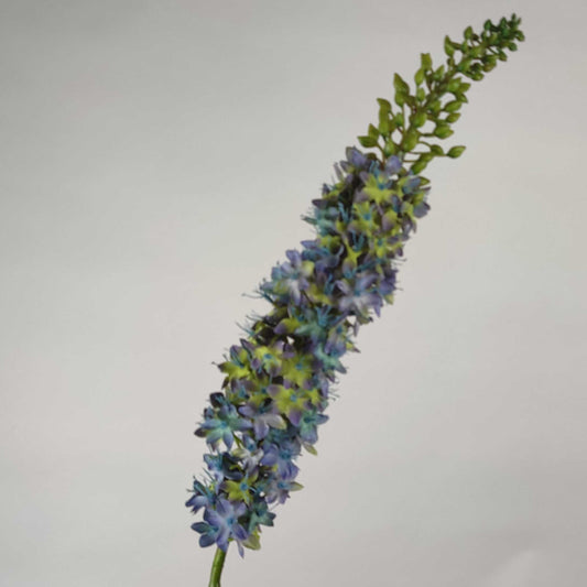 Eremurus Blue 114 cm Single Stems 